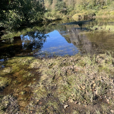 Vannkanten med våtmark, speilbilde av trær og skog i bakgrunnen.