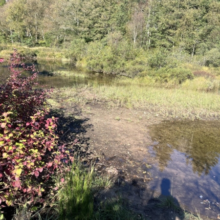 Grunt vann med gresskledde områder og høstlige busker langs elvekanten.