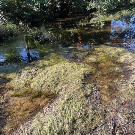 En sumpete elvekant med tett vegetasjon og klart vannspeil.
